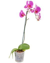 Pink Phalaenopsis orchid in a pot