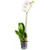 White Phalaenopsis orchid in a pot. Saratov